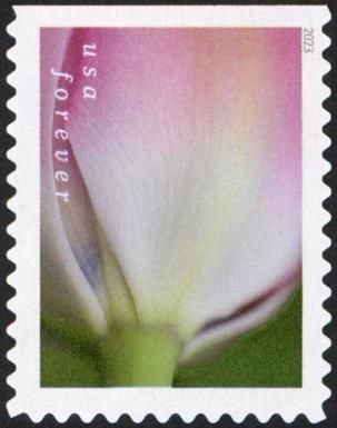 Tulip Blossoms
