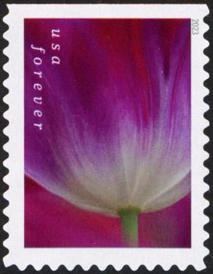 Tulip Blossoms