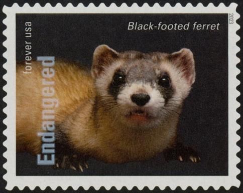 Black-Footed Ferret (Mustela nigripes)