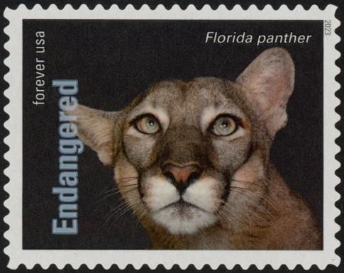 Florida Panther (Puma concolor couguar)