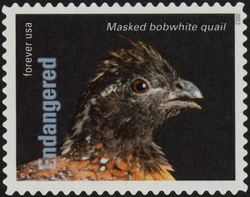 Masked Bobwhite Quail (Colinus virginianus)