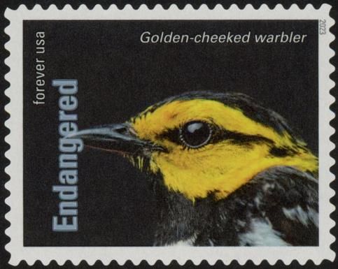 Golden-Cheeked Warbler (Setophaga chrysoparia)