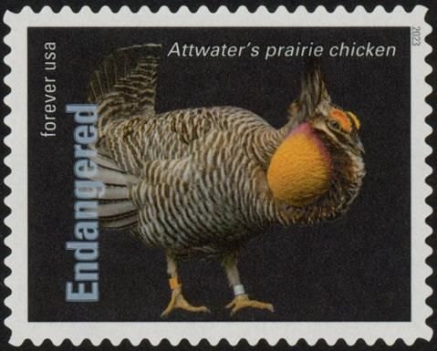 Attwater's Prairie Chicken (Tympanuchus cupido attwateri)