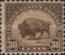 American Bison (Bos bison)