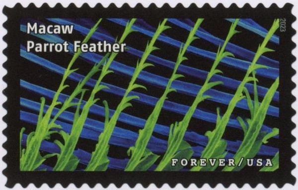 Macaw Parrot Feathers
