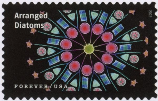 Arranged Diatoms