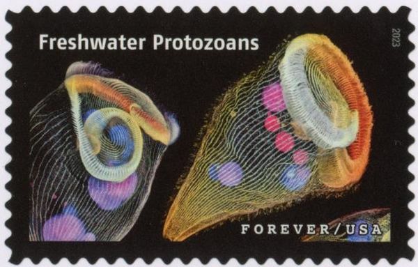 Freshwater Protozoans