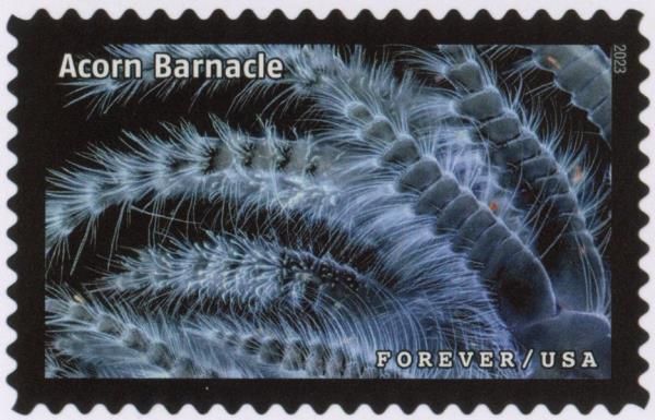 Acorn Barnacle