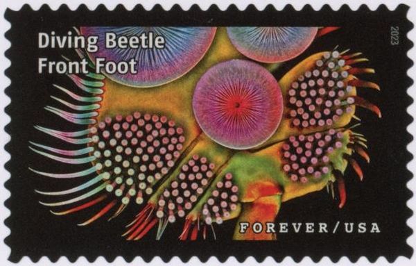 Diving Beetle Front Foot