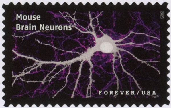 Mouse Brain Neurons