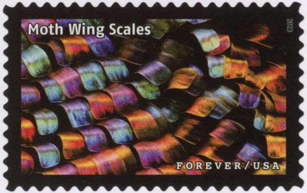 Moth Wing Scales