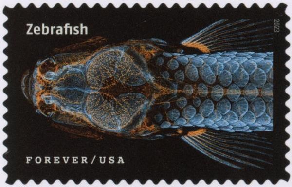 Zebrafish