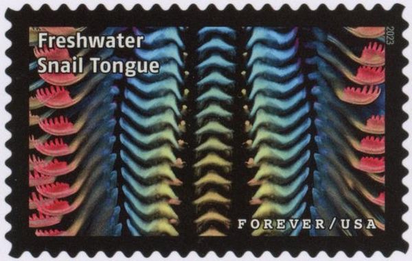Freshwater Snail Tongue