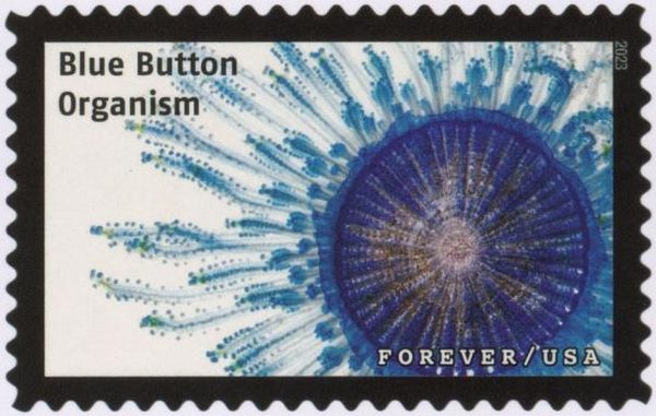 Blue Button Organism