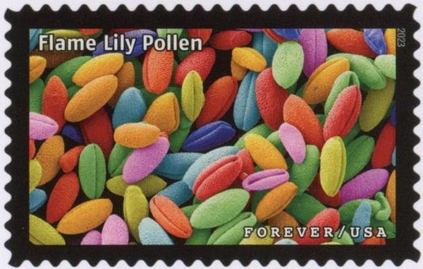 Flame Lily Pollen