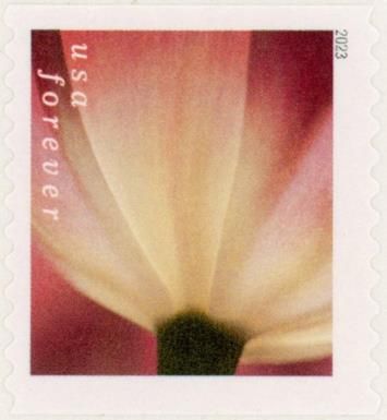 Tulip Blossoms