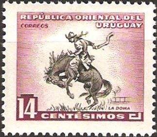 Gaucho breaking-in Horse (Equus ferus caballus)