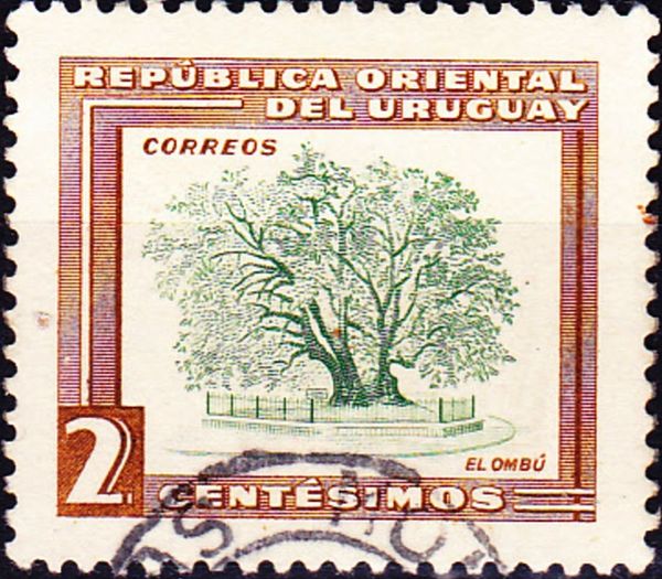 Ombu Tree (Phytolacca dioica)
