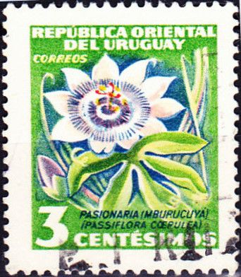 Passion Flower (Passiflora coerulea)