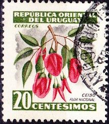 Ceibo (National Flower)