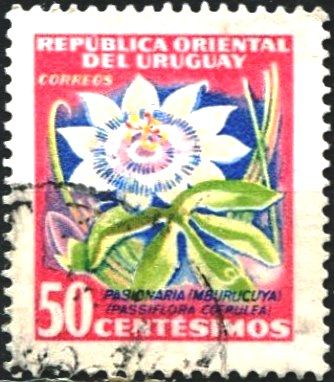 Passion Flower (Passiflora coerulea)