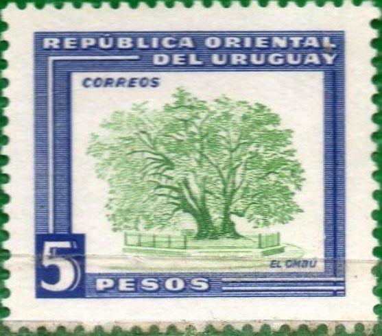 Ombu Tree (Phytolacca dioica)