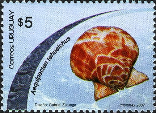 Tehuelche Scallop (Aequipecten tehuelchus)