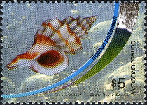 Rock Snail (Trophon pelseneeri)
