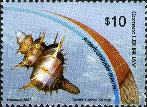 Sea Snail (Americominella duartei)