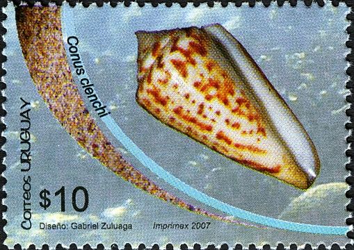 Ribbon Cone (Conus clenchi)
