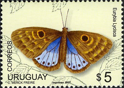 Blue-winged Euyrbia (Eurybia lycisca)