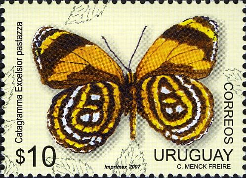 Superb Numberwing (Catagramma excelsior)