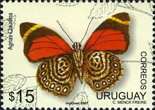 Claudina Agrias (Agrias claudina)