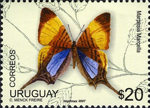 Pansy Daggerwing (Marpesia marcella)