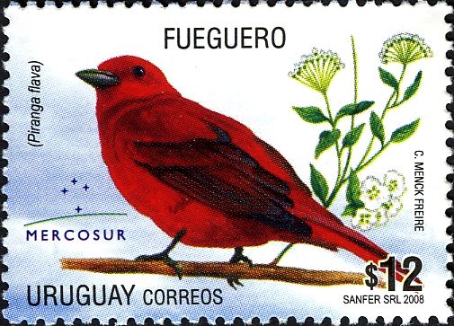 Hepatic Tanager (Piranga flava)