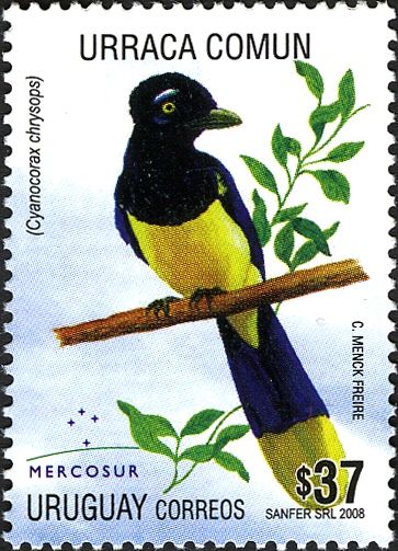 Plush-crested Jay (Cyanocorax chrysops)