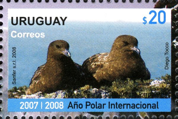 Brown Skua (Stercorarius antarcticus)