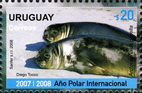 Antarctic Fur Seal (Arctocephalus gazella)
