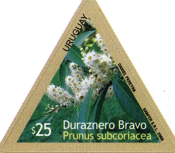 Prunus subcoriacea