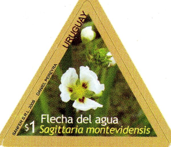 Sagittaria montevidensis