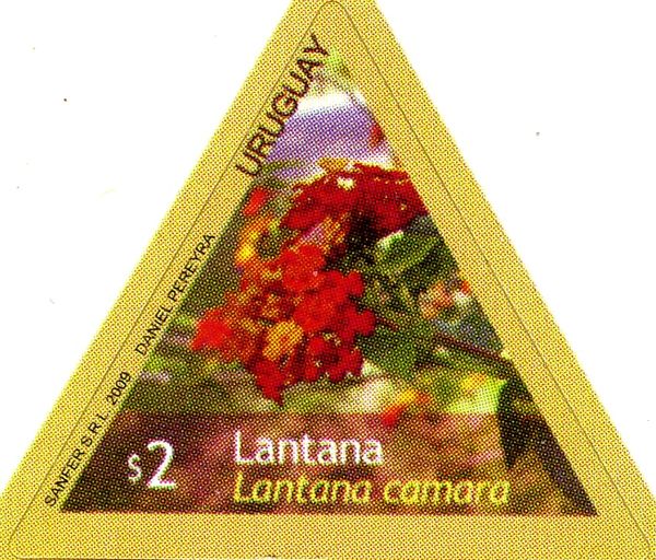 Lantana (Lantana camara)