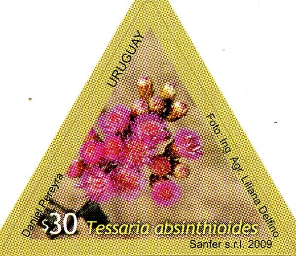 Tessaria absinthioides