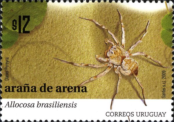 Wolf Spider (Allocosa brasiliensis)