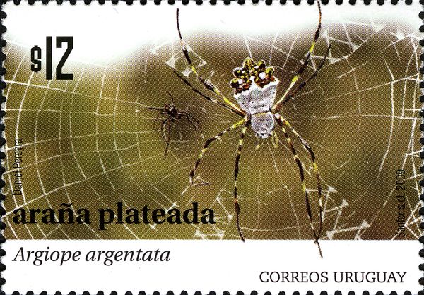 Silver Argiope (Argiope argentata)