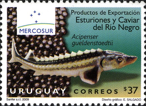 Russian Sturgeon (Acipenser gueldenstaedtii), Kaviar