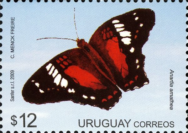 Scarlet Peacock (Anartia amathea)