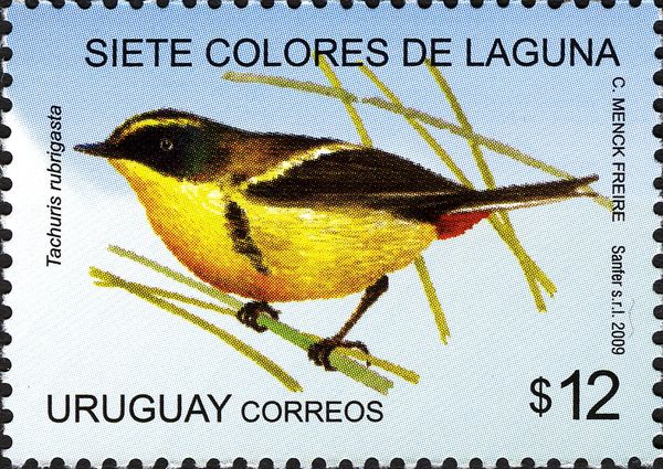 Many-Coloured Rush-tyrant (Tachuris rubrigasta)