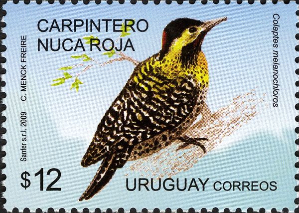 Green-barred Woodpecker (Colaptes melanochloros)