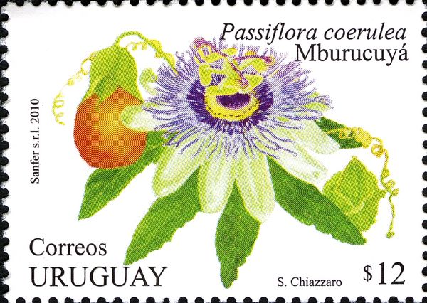 Mburucuya or Passion Flower (Passiflora coerulea)