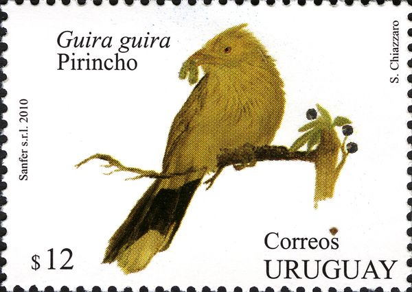 Guira Cuckoo (Guira guira)